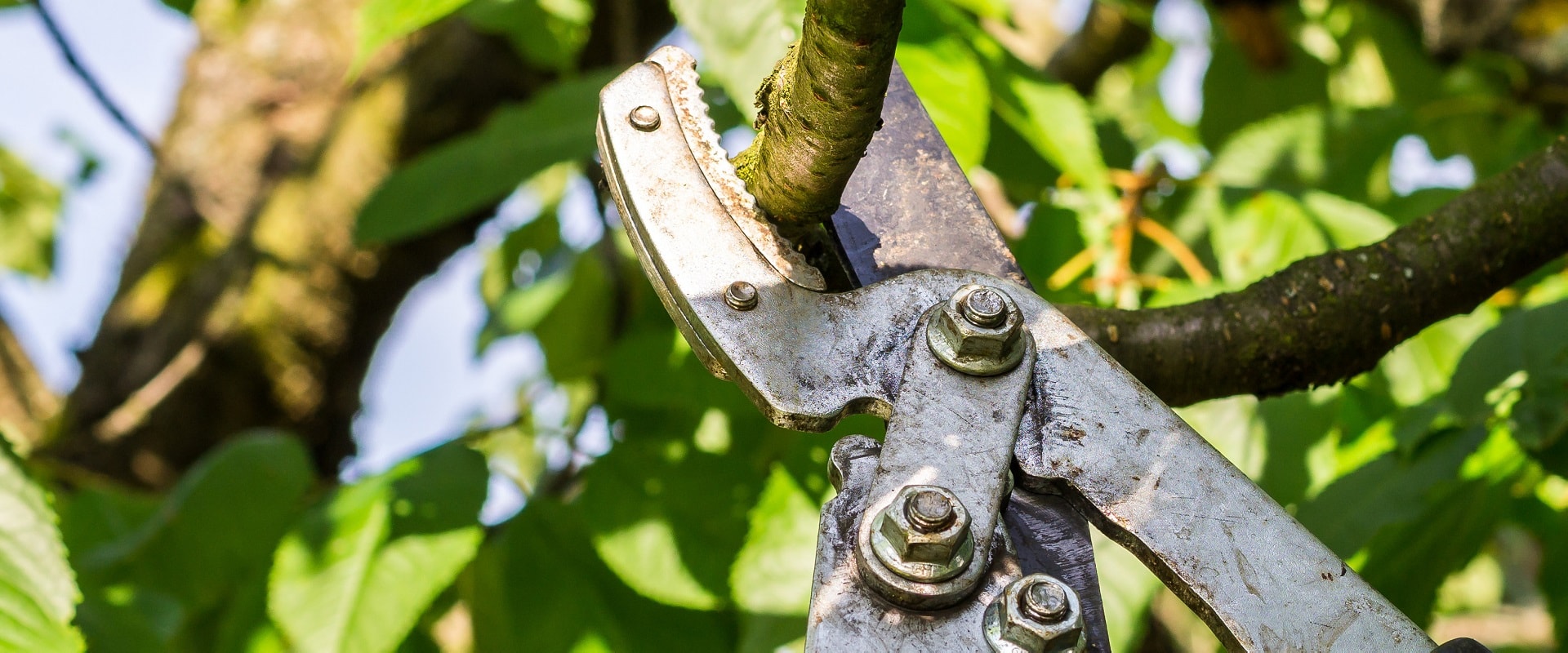 Pflanzplanung, Baumschnitt, Gehölzschnitt, Problembaumfällung, Hecke schneiden und vieles mehr: Beauftragen Sie Ihre Garten-Arbeit bei Hebbecker Garten- und Landschaftsbau!