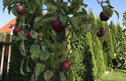 Vom Pflanzplan über die Gartenbepflanzung bis zur saisonalen Garten-Pflege in Lennestadt und Umgebung: Das machen wir bei Hebbecker Garten- und Landschaftsbau für Sie! 